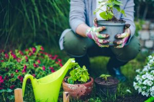 Tips for your flourishing summer garden