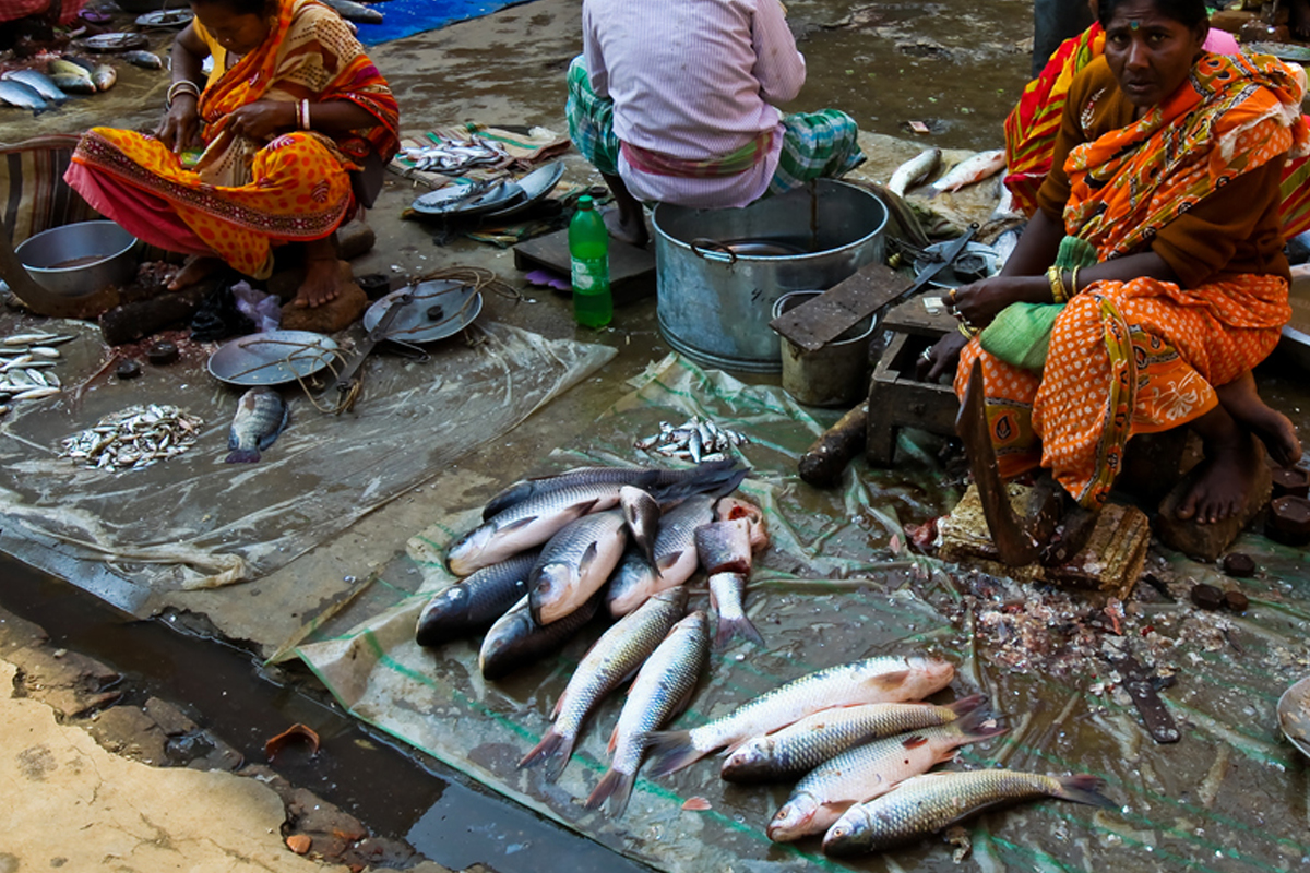 Fish loving Bengalis, Teesta water distribution, Trinamul Congress MLA, Mamata Banerjee, hilsa fish, how to breed Bangladeshi hilsa fish