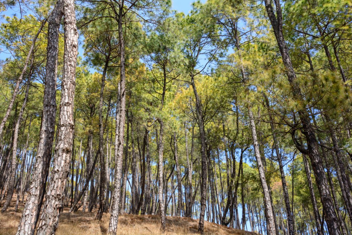 Uttarakhand to produce green power from pine needles