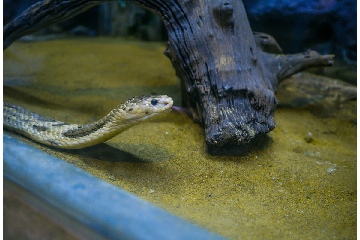 Snakebites kill close to 900 people every year in Odisha