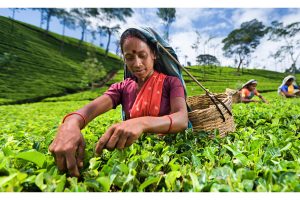 Tea sector plight: Forum seeks CM’s help