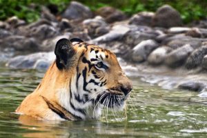 Sundarbans: Climate change