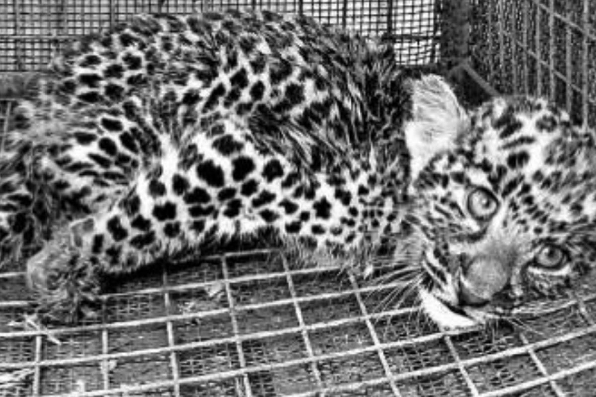 Leopard cub rescued in Alipurduar tea garden