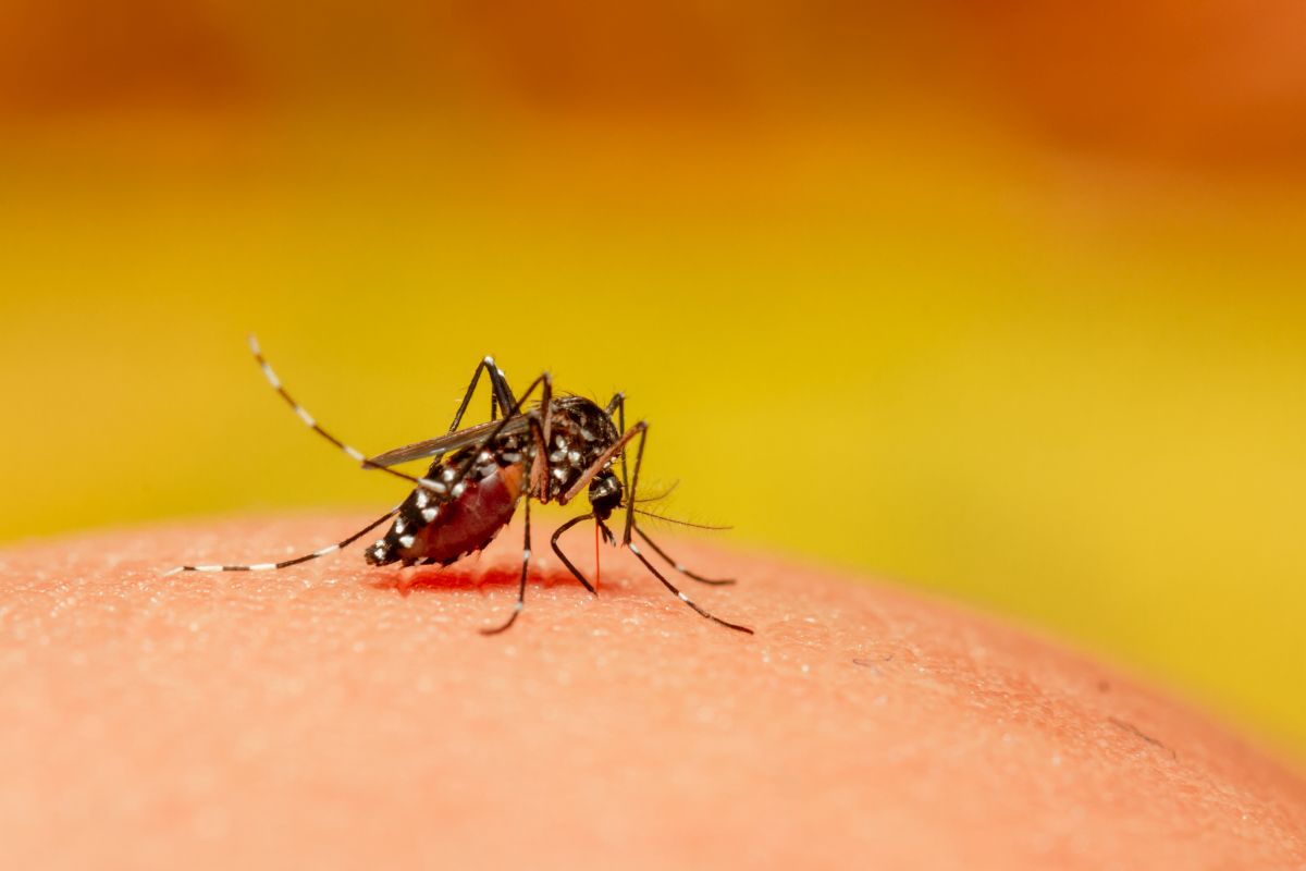 What makes us attractive to mosquitos?