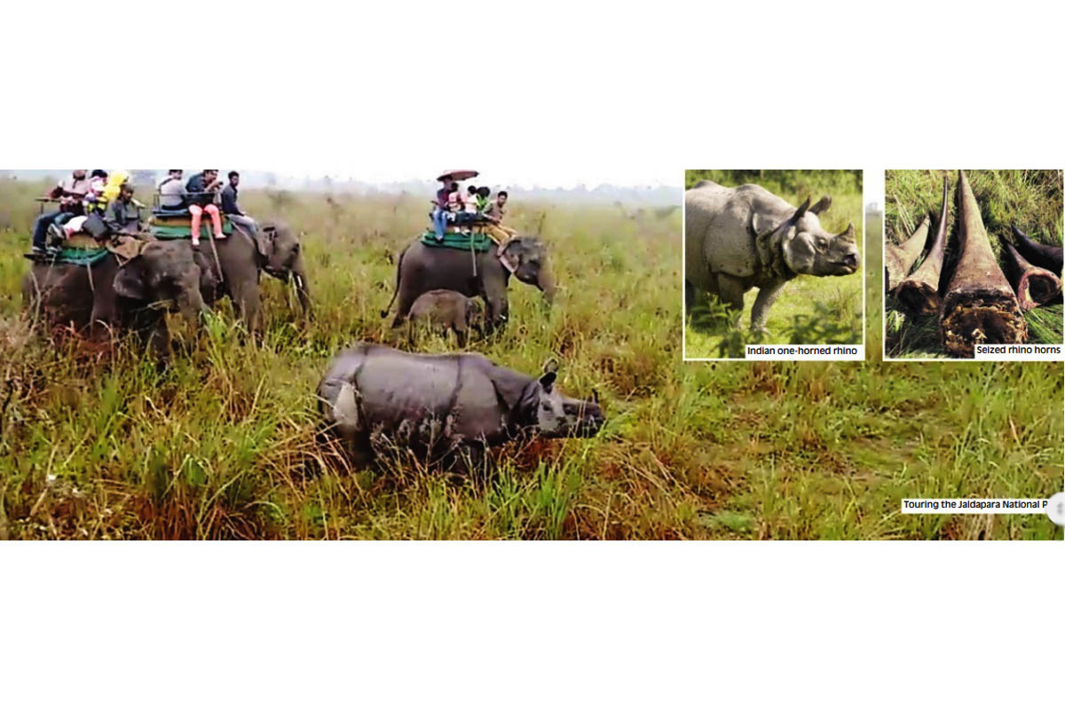 Concerted effort to save rhinos