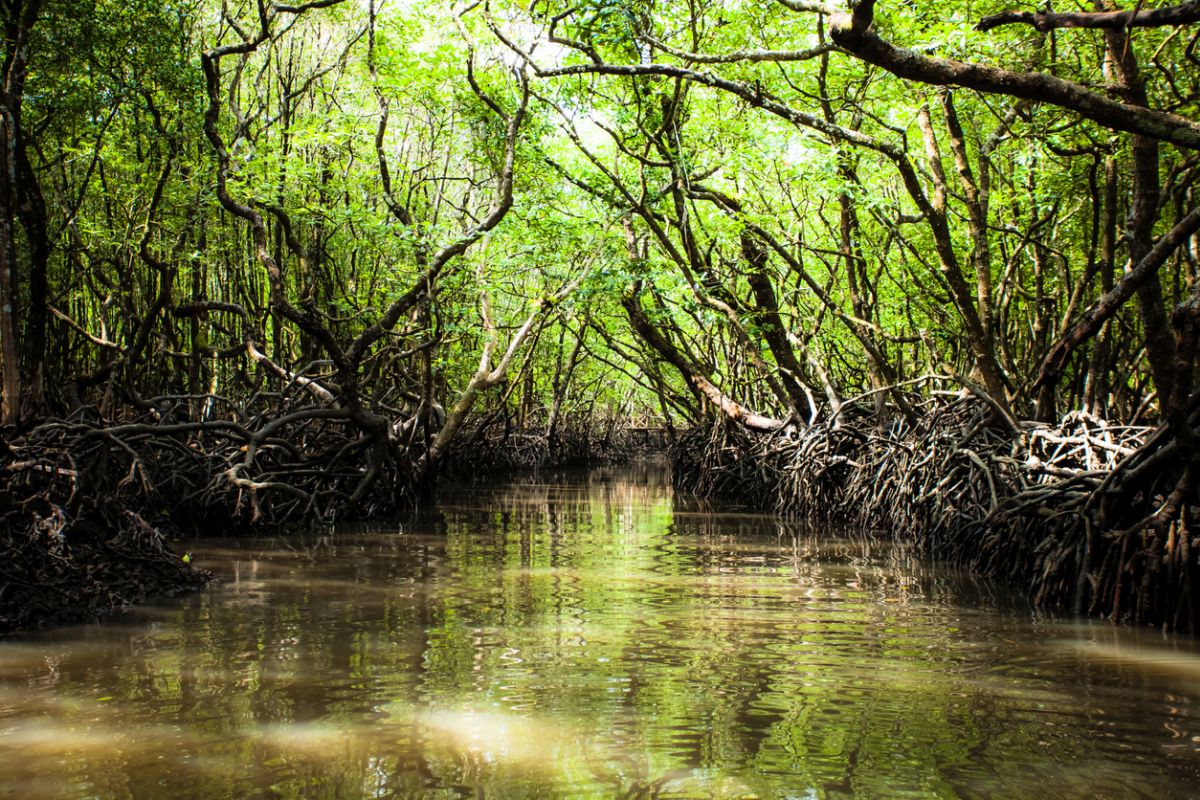 NGT warns of action against destruction of mangroves