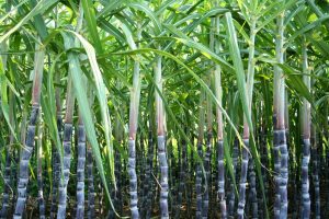 Uttar Pradesh: Sugarcane farmers yet to receive dues of over Rs 6000 crore