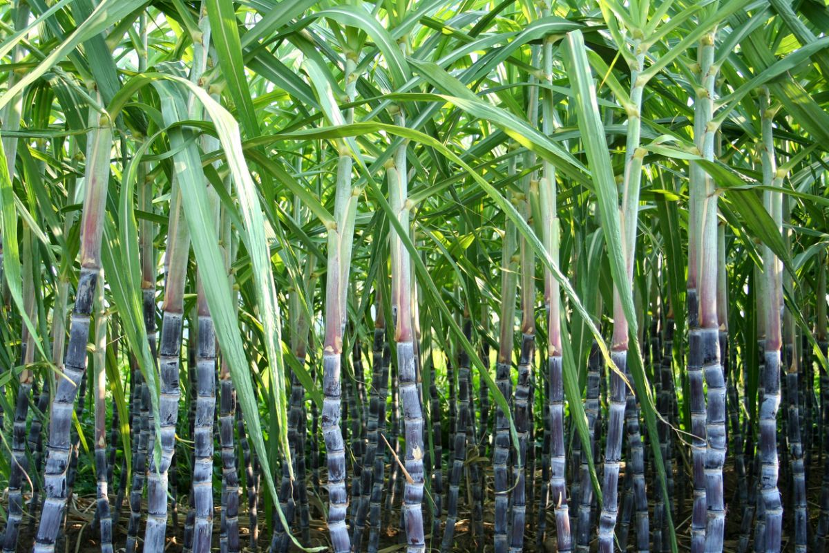 Uttar Pradesh: Sugarcane farmers yet to receive dues of over Rs 6000 crore