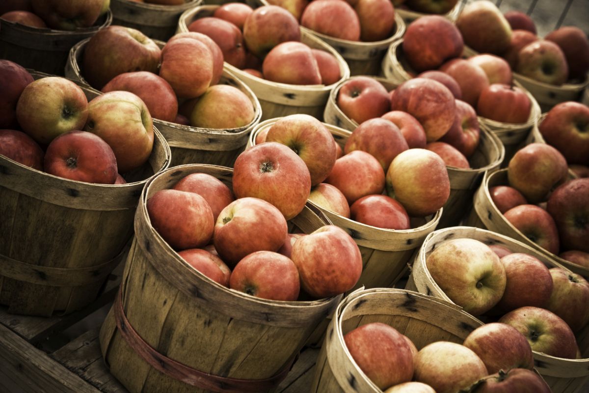 HPMC empanels 26 firms for ensuing apple season
