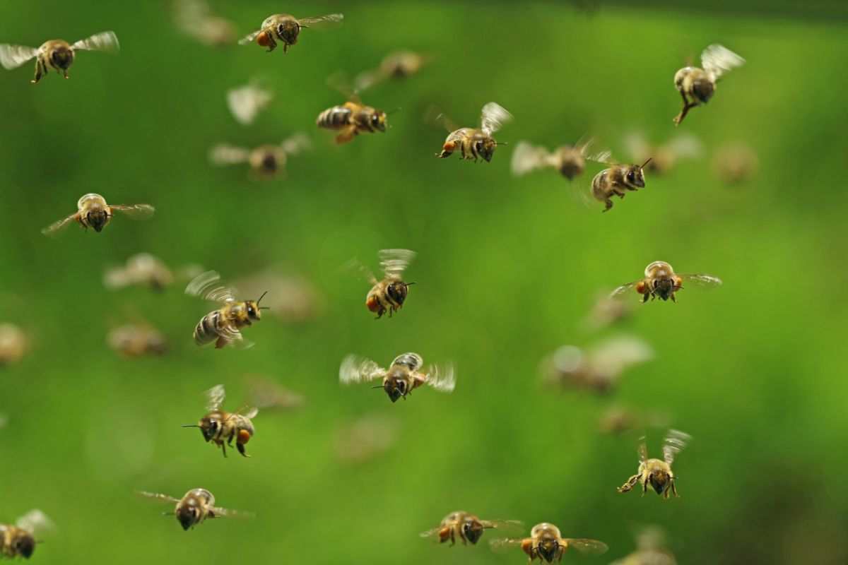 Bees delay Kolkata-Agartala flight