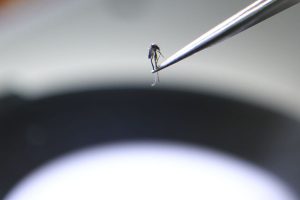 Covid-dengue co-infection worries docs