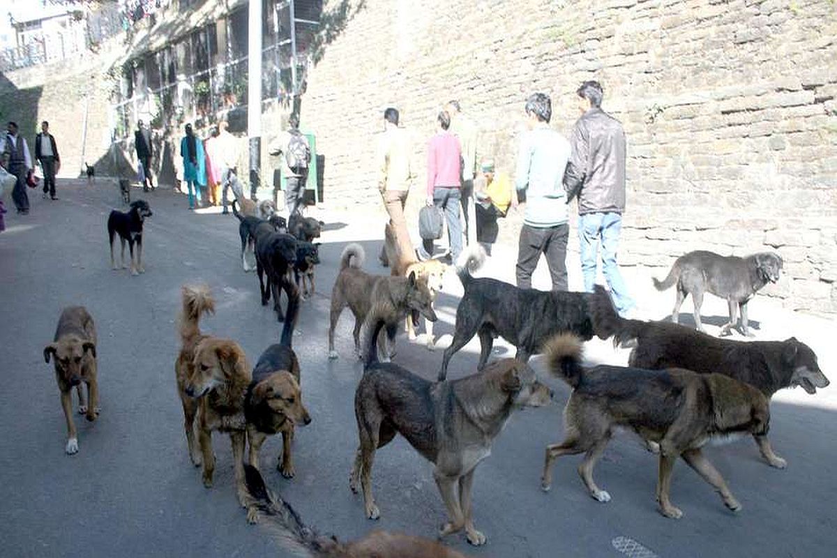 90 dogs found killed with muzzles, legs tied in Maharashtra