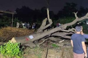 Dia, Farhan trolled after they attack govt for cutting trees