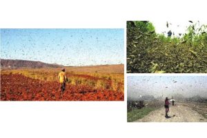 BEWARE: The Locust Swarms are com-