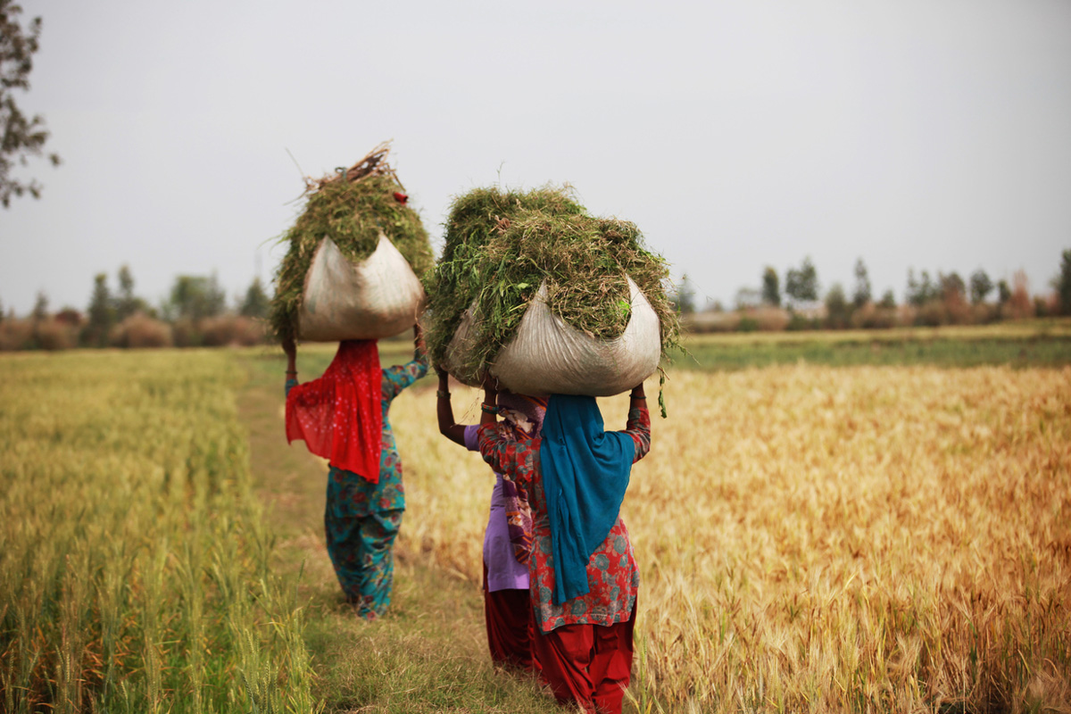 Flip side of farming