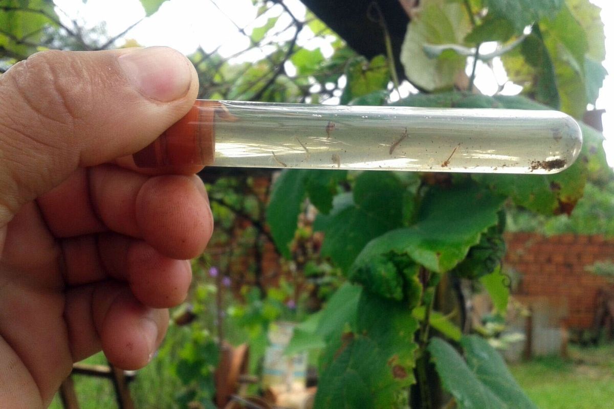 3 new dengue cases confirmed in Florida