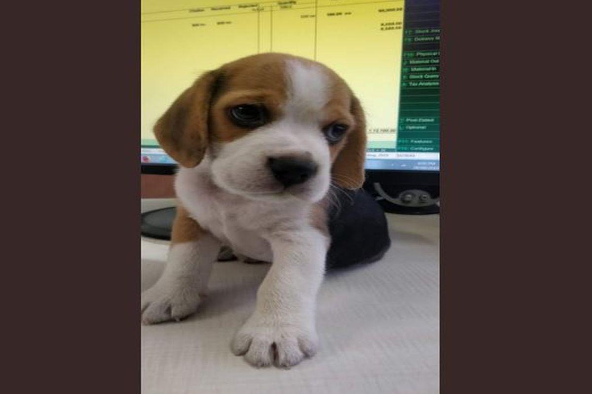 Zomato delivery guy walks off with Pune woman’s pet dog