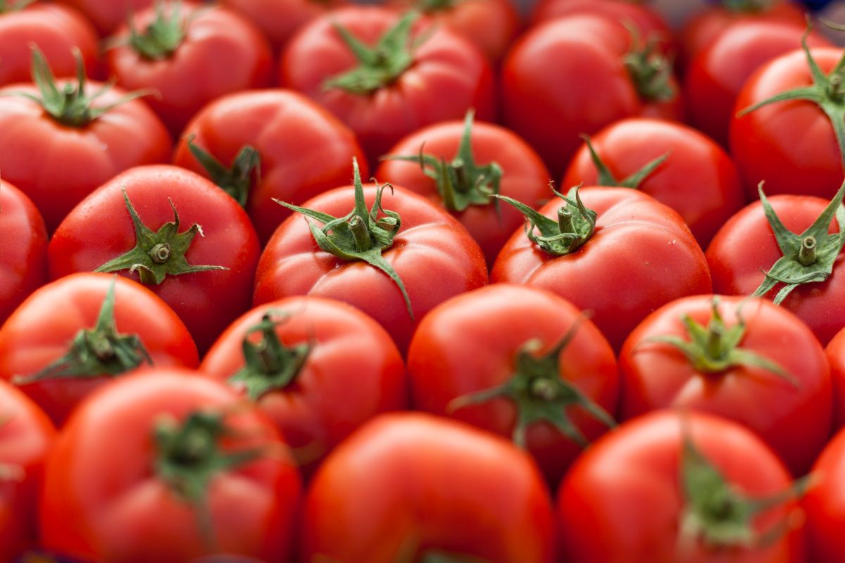 Tomatoes more costly than mangoes, even apples at some places in India