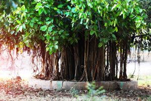 Which plants and trees in India are considered divine?