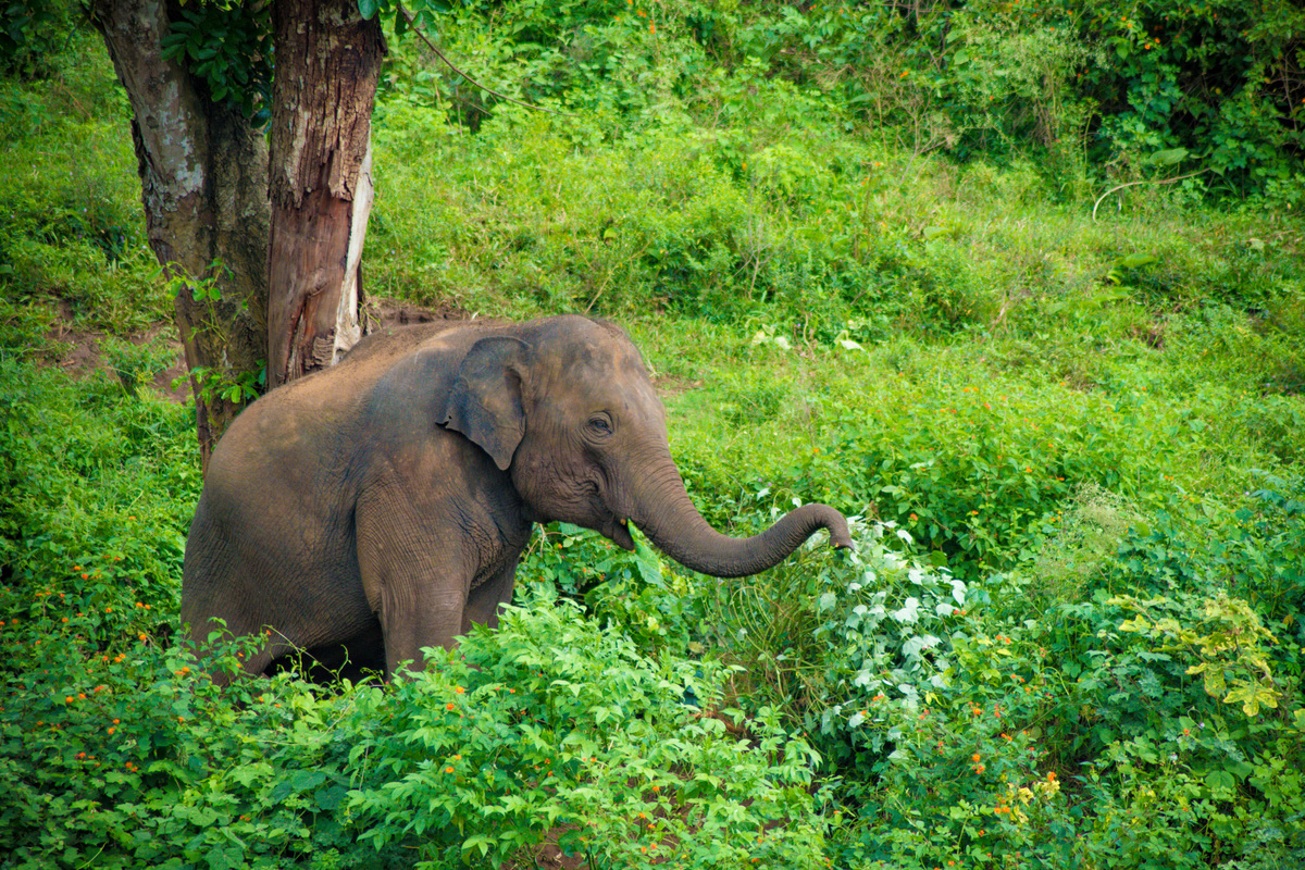 Infectious disease claims 4 elephants at Karlapat Sanctuary