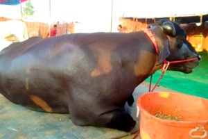 Buffalo ‘Bheem’ worth Rs 14 crore in Pushkar Fair