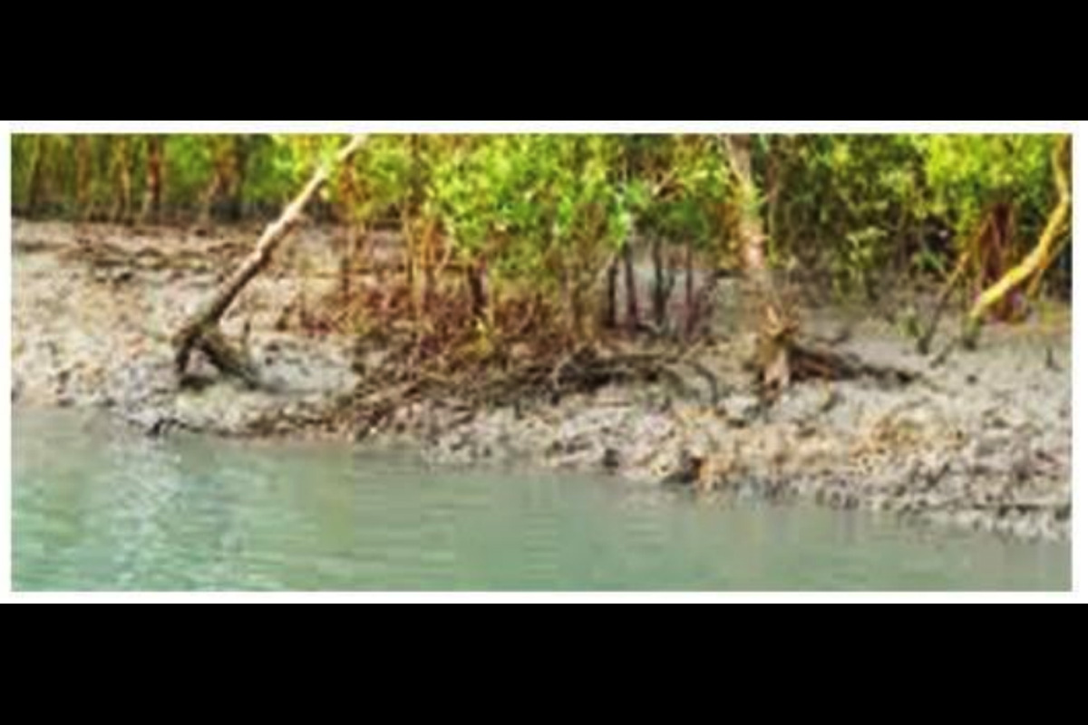 CM for mangrove plantation to check cyclone