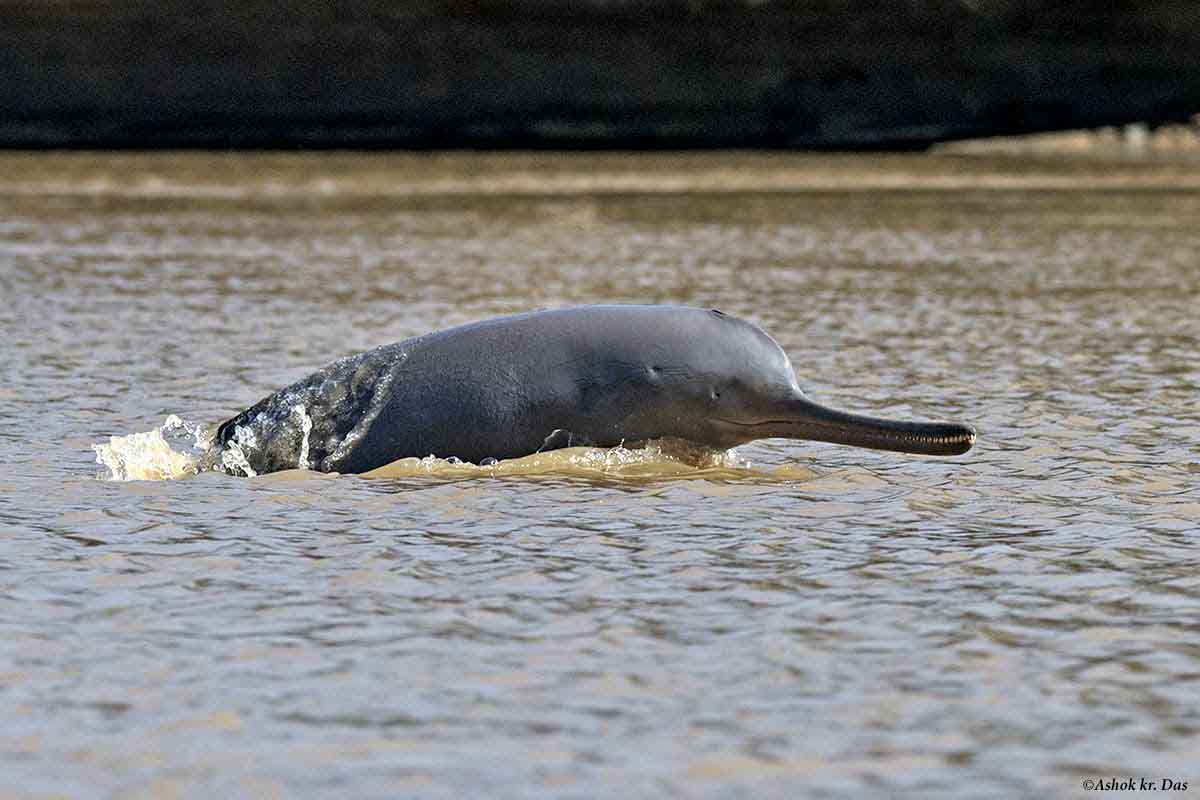 Dolphin fleeing Ganga filth dies
