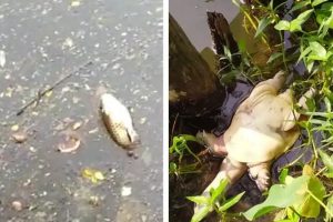 Pollution toll on aquatic life: Dead fishes, tortoise float in Rabindra Sarobar