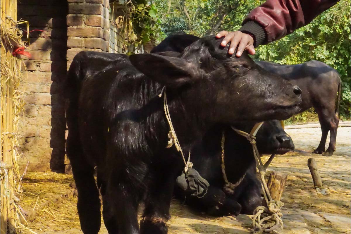 Haryana bags Global Agriculture Award 2019 for animal husbandry