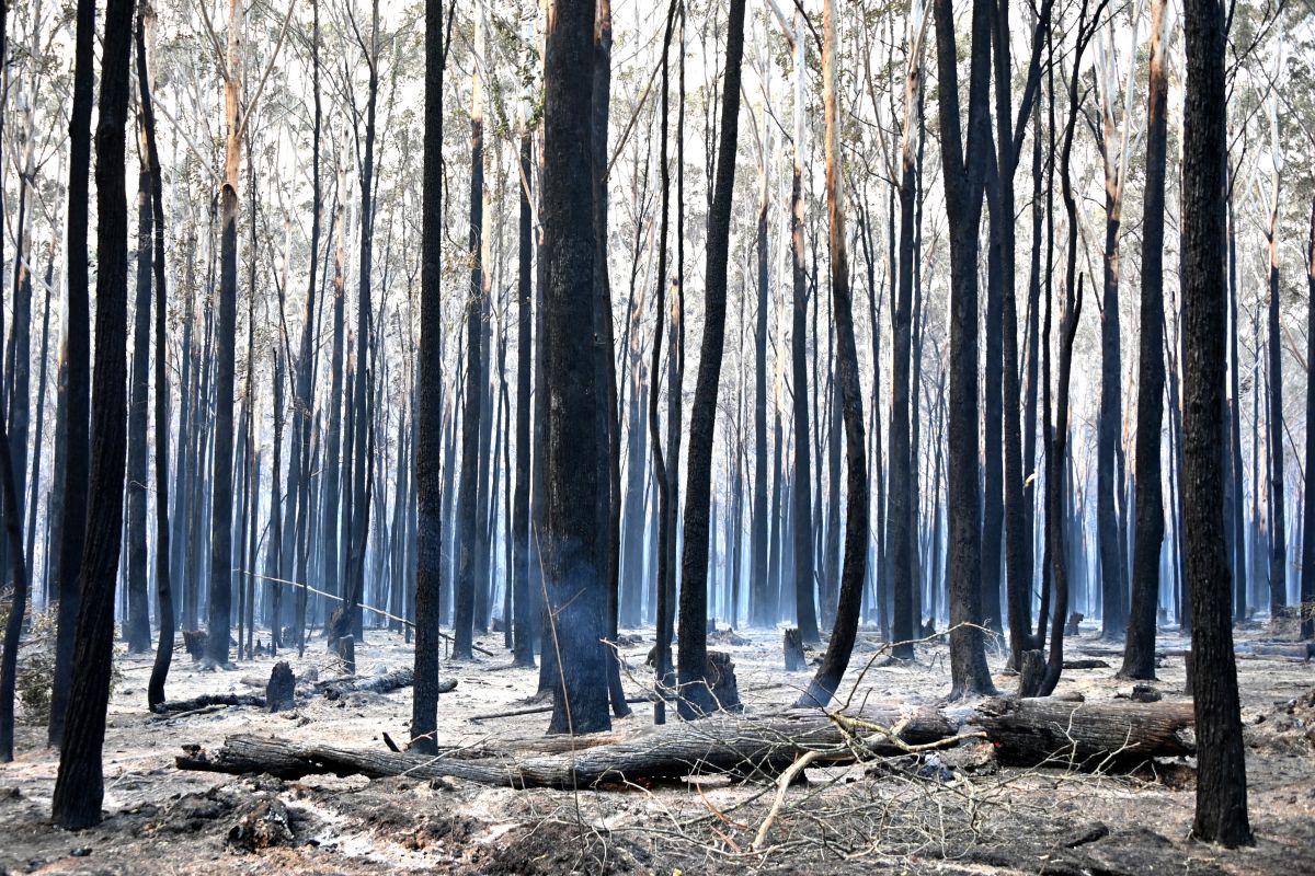 3 dead as more than 70 bushfires rage in Australia; destroy scores of homes