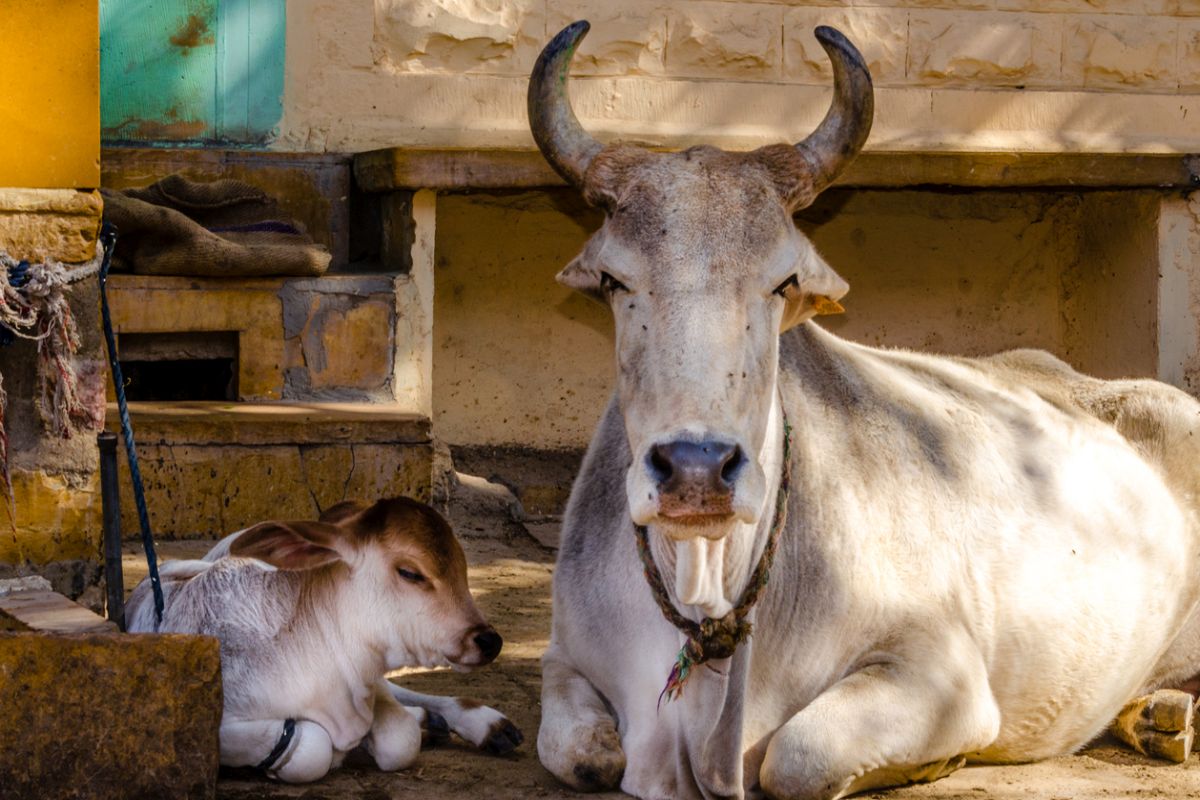 Cows in Ayodhya to get coats to protect from winter season