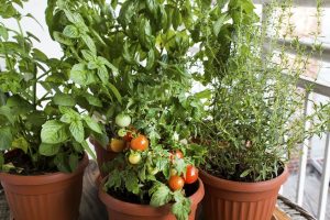 Easy-To-Grow plants that can boost your health
