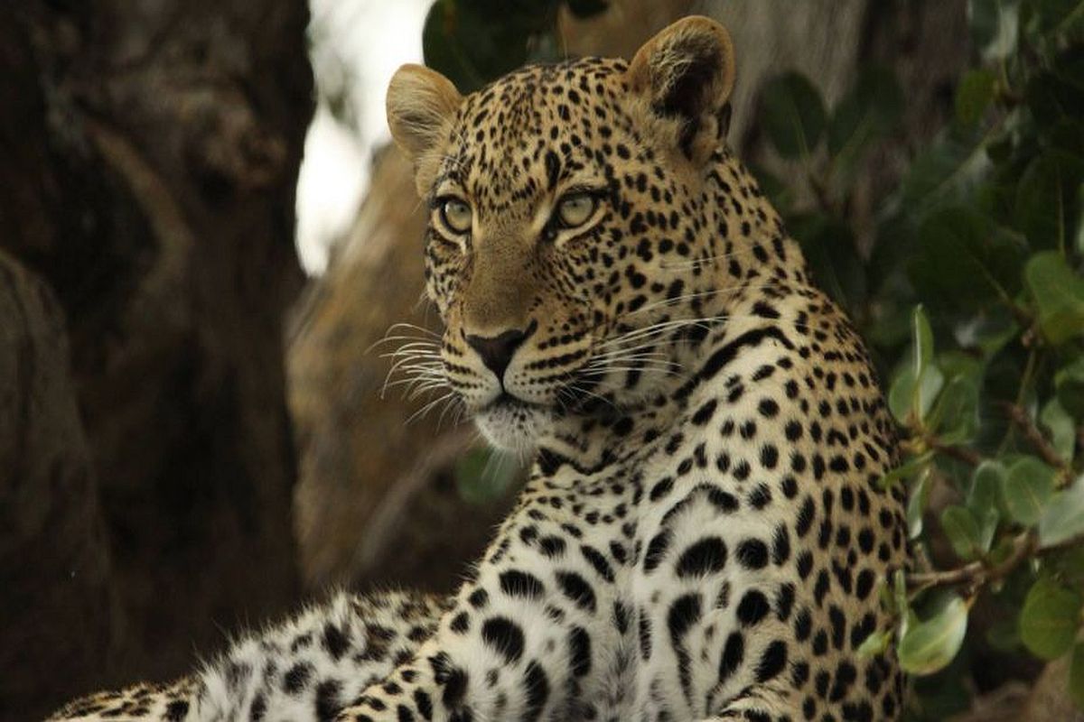 Schools without boundaries — Fear of leopard attacks