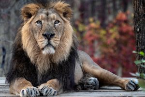 Gujarat lions to roar in Himachal zoo after a gap of 3 years