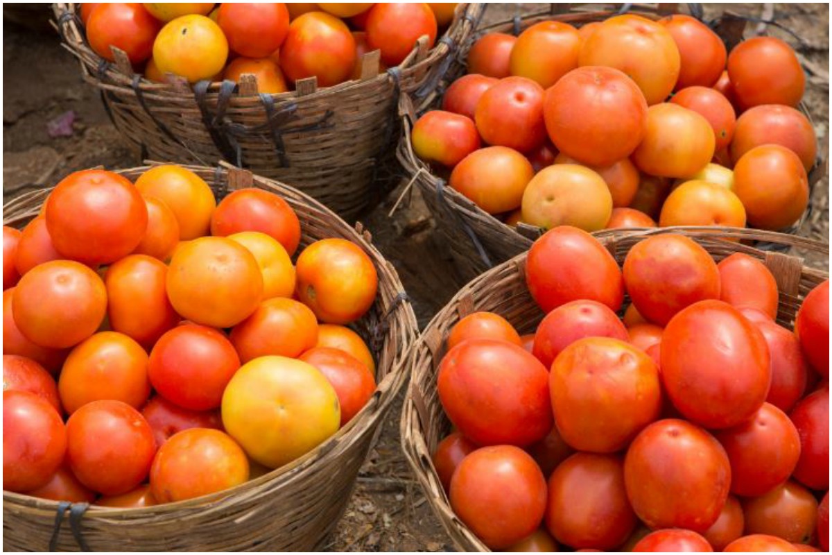 Tomatoes are more than a delicious treat!