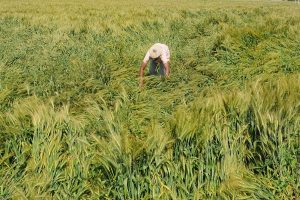 Over 1L HP farmers get compensation under crop insurance scheme