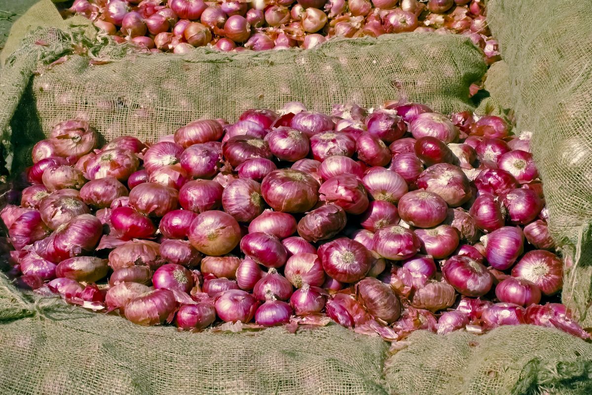 Onion prices set to come down following import from Egypt, Nasik
