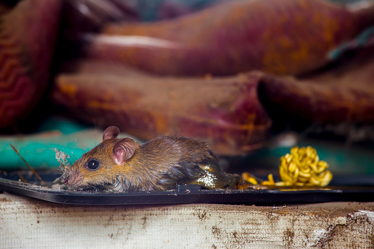 9 students fall sick as dead rat found in mid-day meal at UP school