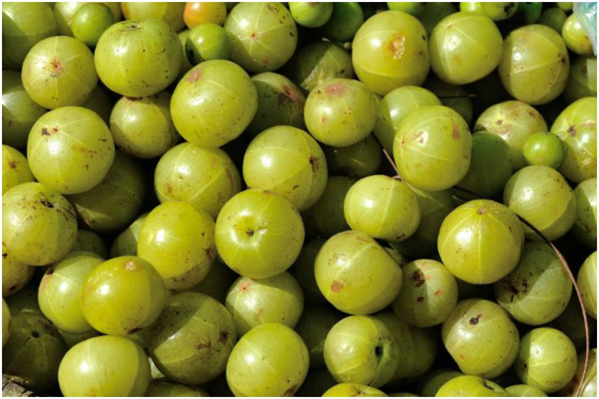 Almost nothing is left untouched that will not be cured by Indian ‘Gooseberry’