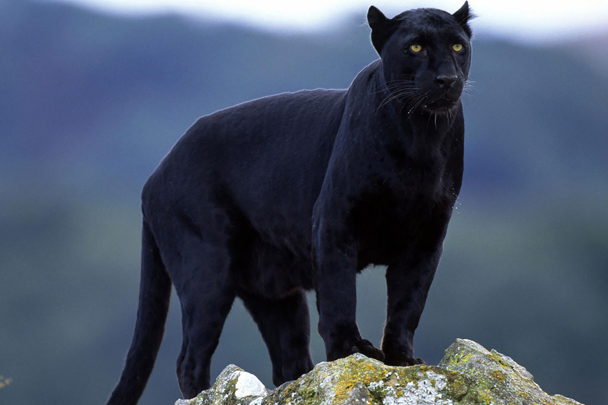 Black panthers spotted in Buxa forest - The Statesman