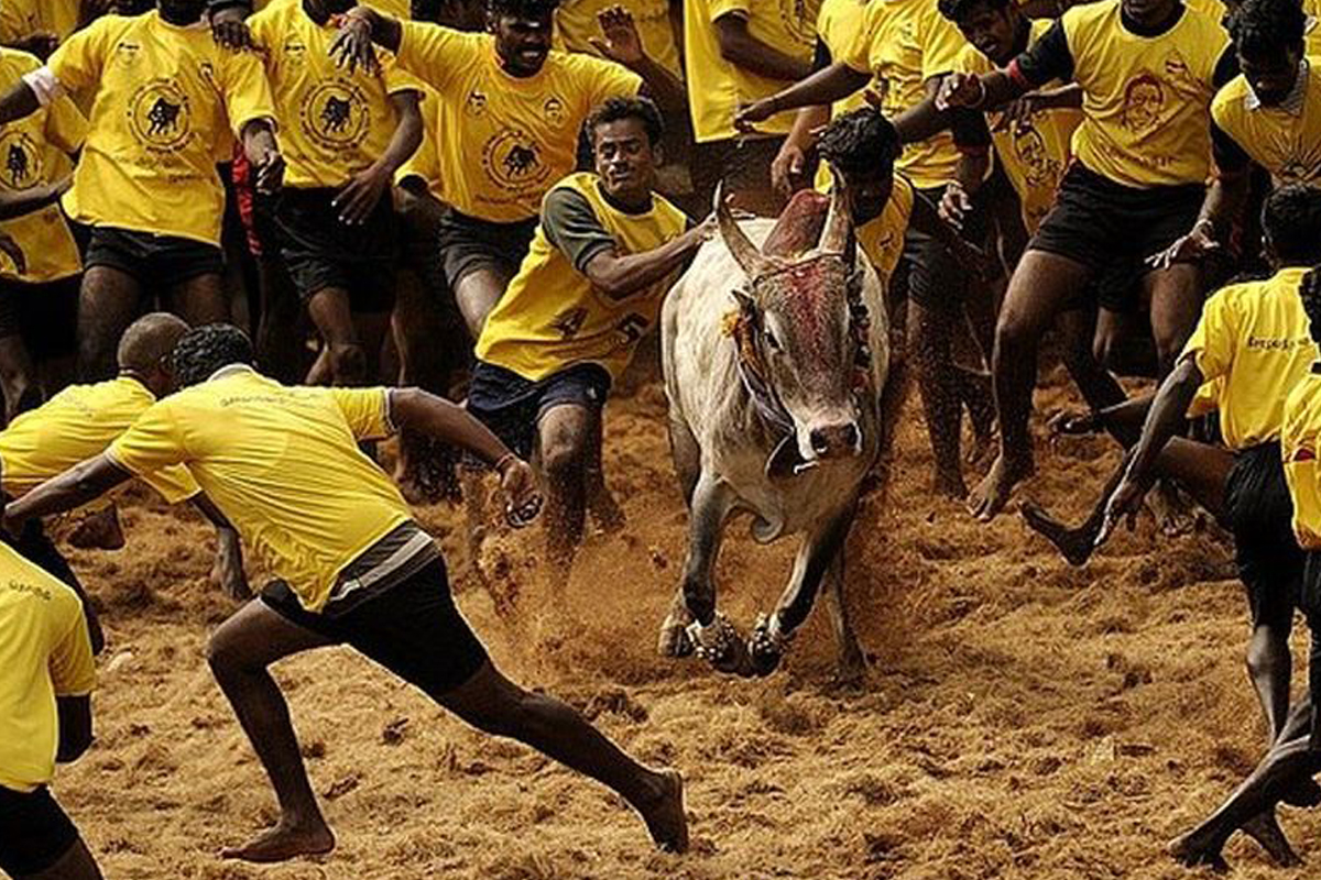 19 injured after bulls go berserk at Jallikattu event in TN