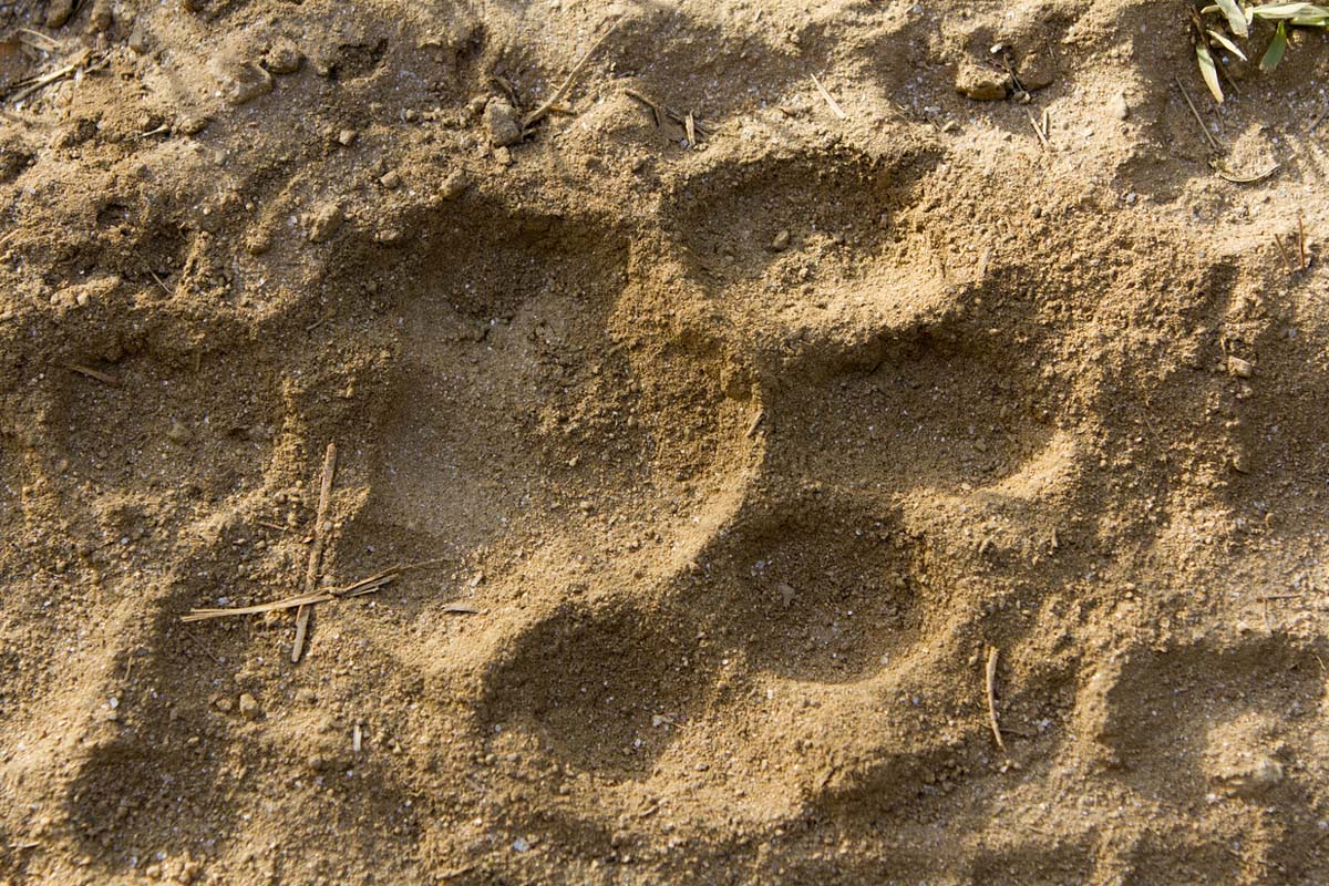 Forest officials confirm tiger pugmarks in Bankura