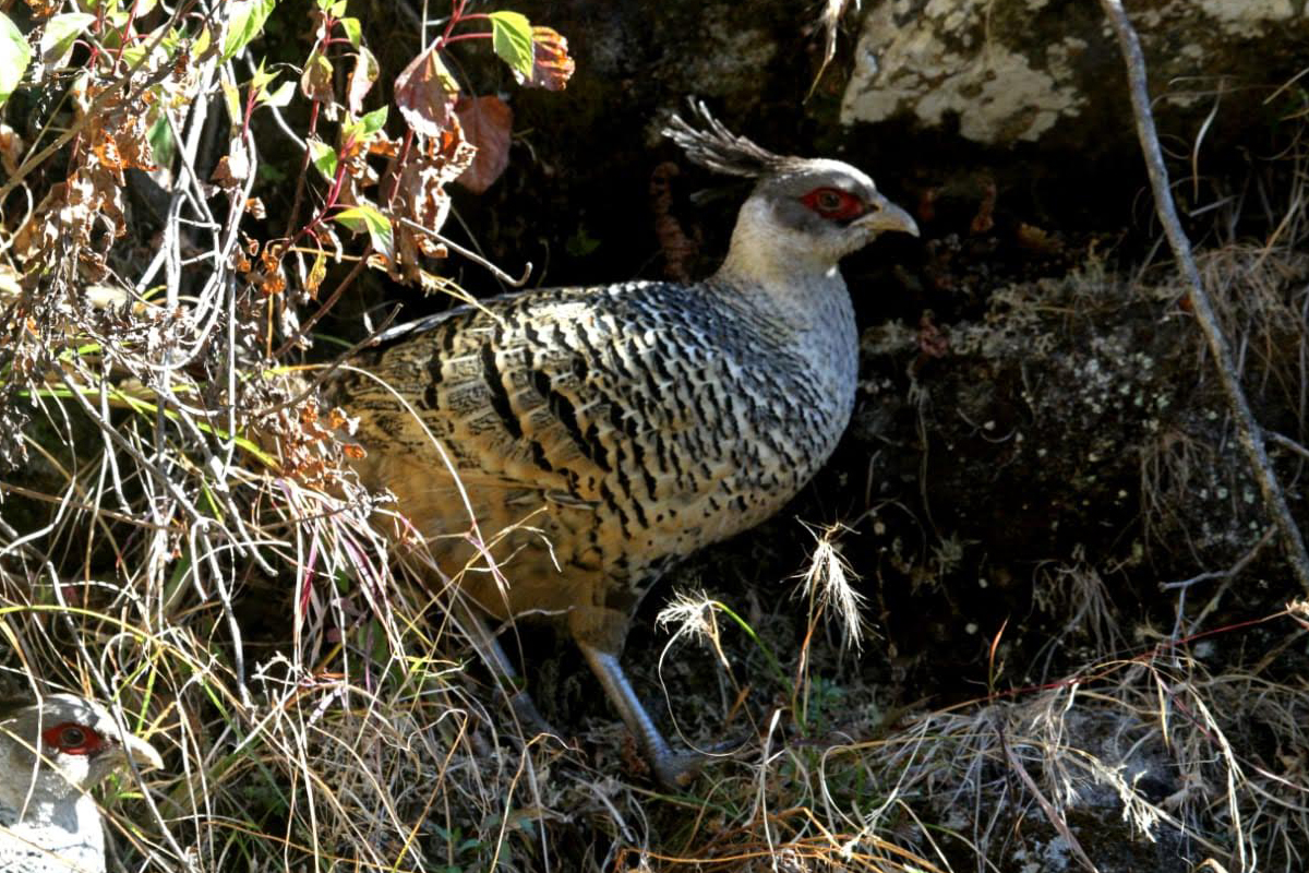 Forest department thrilled by spotting big population of Cheer Pheasant at Chirbatiya