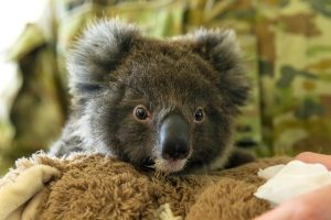 Australia could list Koalas as ‘endangered’ amid bushfire crisis