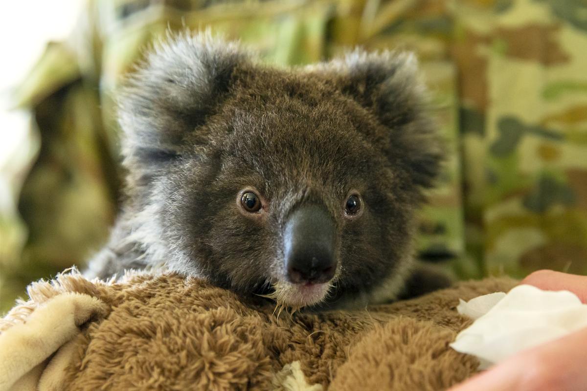 Koalas are declared an endangered species in parts of Australia : NPR