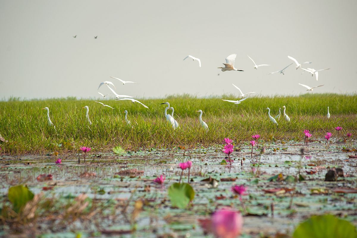 Over 11 lakh migratory birds visit Odisha’s Chilika lake this winter