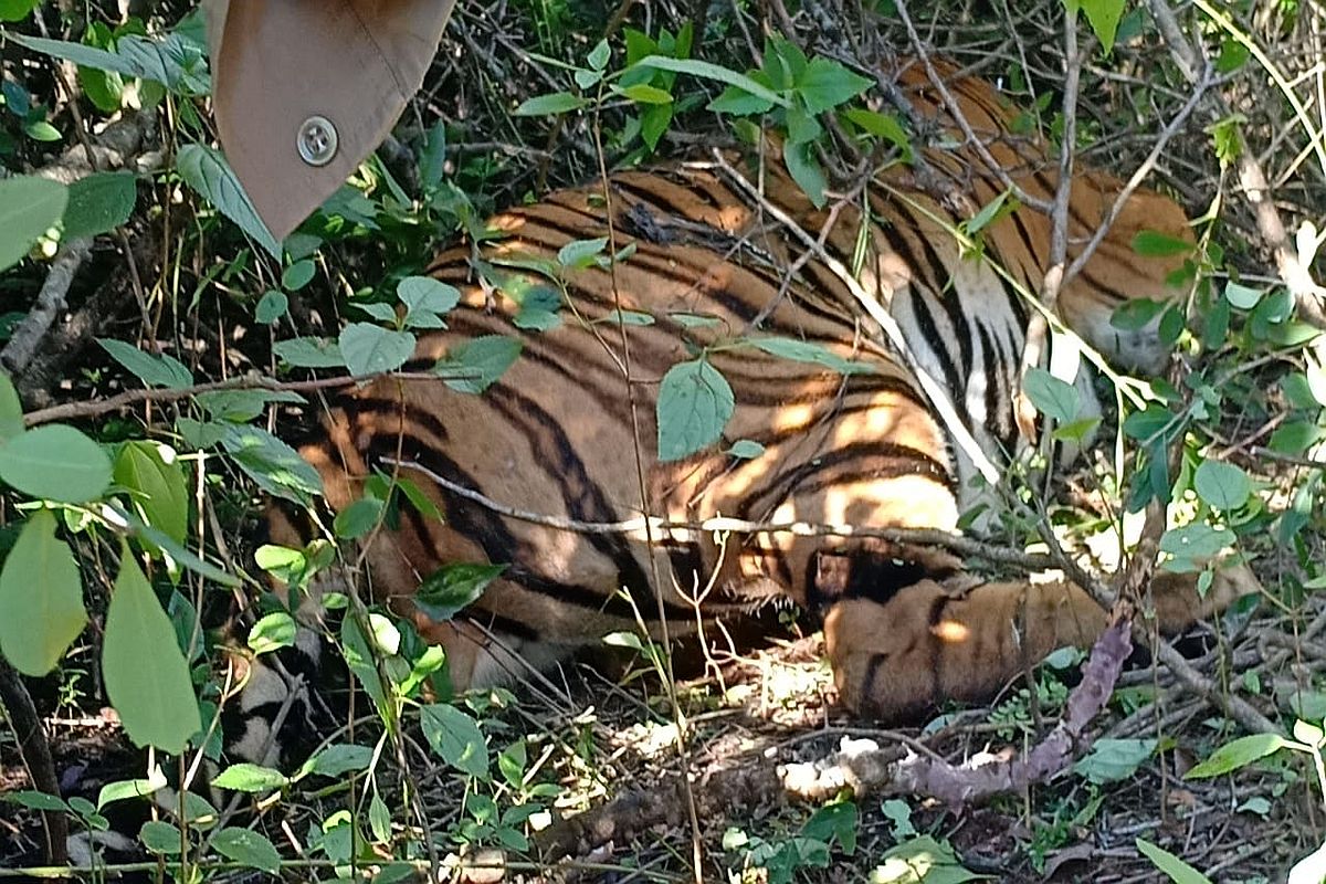 Tiger carcass found in Goa forest, probe underway