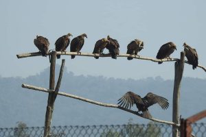 ‘Restaurant’ for vultures in HP wild life sanctuary