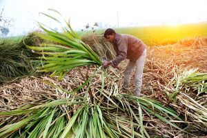 Sugar mills yet to clear Rs 2,400 crore pending dues of last two seasons to cane growers: Government