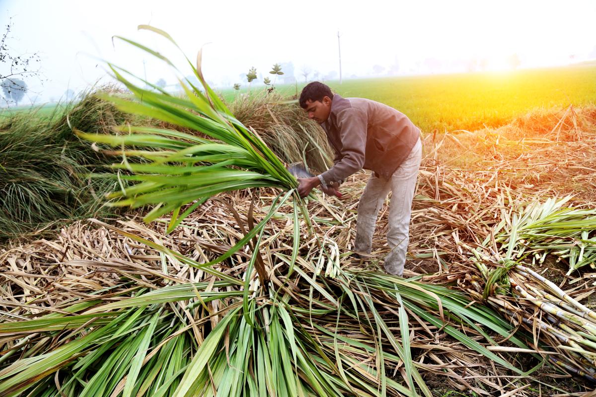 High production cost of Sugar in UP likely to adversely impact its export